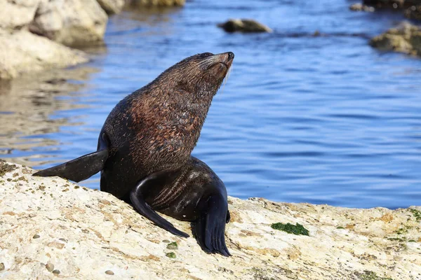 Neuseelaendischer Seebaer Pieczęć Futra Nowozelandzkiego Arctocephalus Forsteri — Zdjęcie stockowe