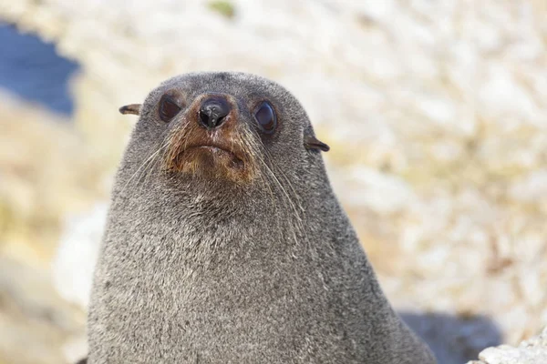 Neuseelaendischer Seebaer Selo Pele Nova Zelândia Arctocephalus Forsteri — Fotografia de Stock