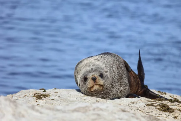 Neuseelaendischer Seebaer Novozélandská Kožešinová Pečeť Arctocephalus Forsteri — Stock fotografie