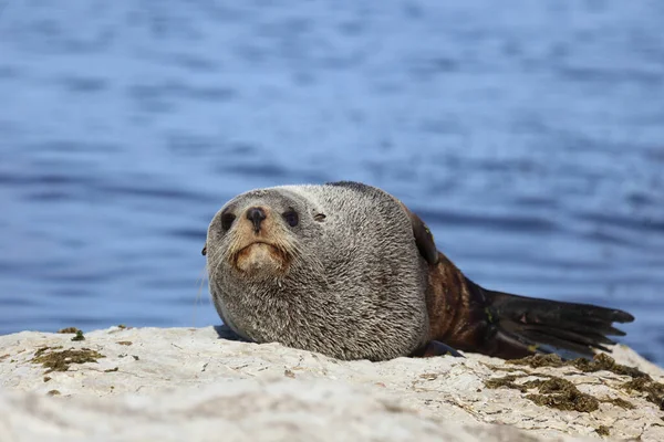 Neuseelaendischer Seebaer Nuova Zelanda Fur Seal Arctocephalus Forsteri — Foto Stock