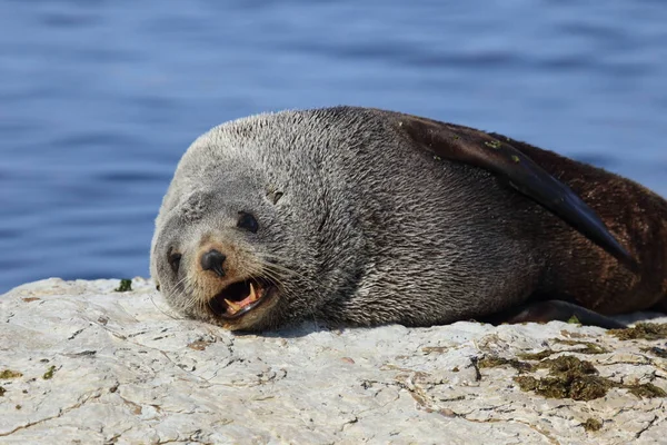 Neuseelaendischer Seebaer Pieczęć Futra Nowozelandzkiego Arctocephalus Forsteri — Zdjęcie stockowe