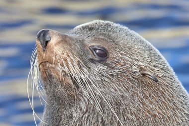 Neuseelaendischer Seebaer / Yeni Zelanda kürk mühürü / Arctocephalus forster