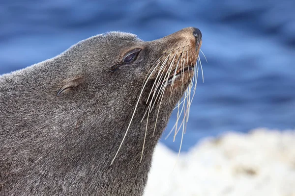 Neuseelaendischer Seebaer New Zealand Fur Seal Arctocephalus Forsteri — Stock Photo, Image