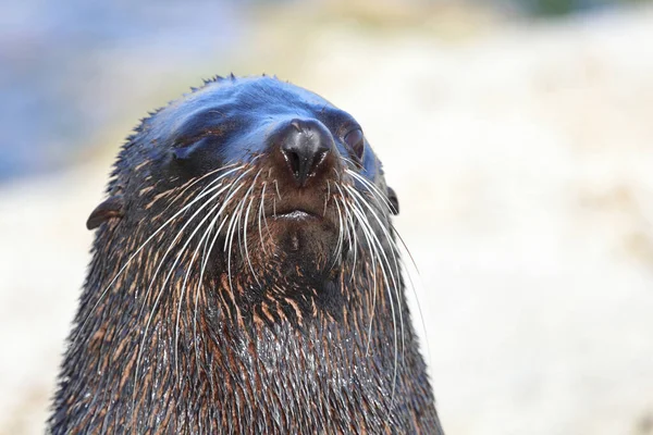 Neuseelaendischer Seebaer New Zealand Fur Seal Arctocephalus Forsteri — Stock Photo, Image