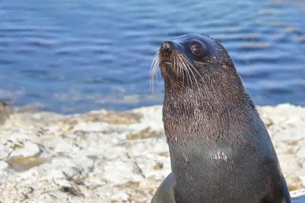 Neuseelaendischer Seebaer Novozélandská Kožešinová Pečeť Arctocephalus Forsteri — Stock fotografie