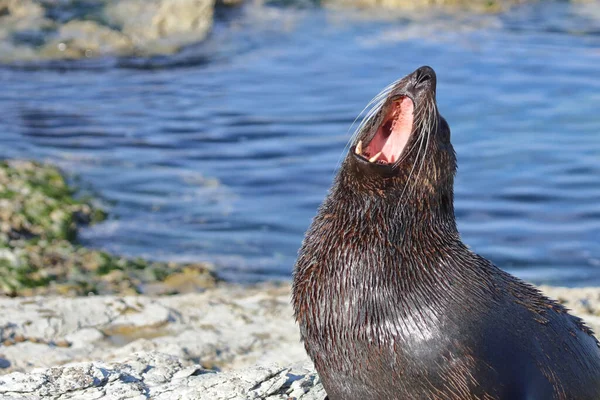 Neuseelaendischer Seebaer Nya Zeelands Pälssäl Arctocephalus Forsteri — Stockfoto