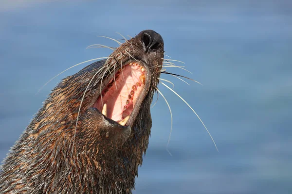 Neuseelaendischer Seebaer Pieczęć Futra Nowozelandzkiego Arctocephalus Forsteri — Zdjęcie stockowe