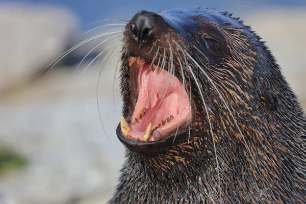 Neuseelaendischer Seebaer Selo Pele Nova Zelândia Arctocephalus Forsteri — Fotografia de Stock