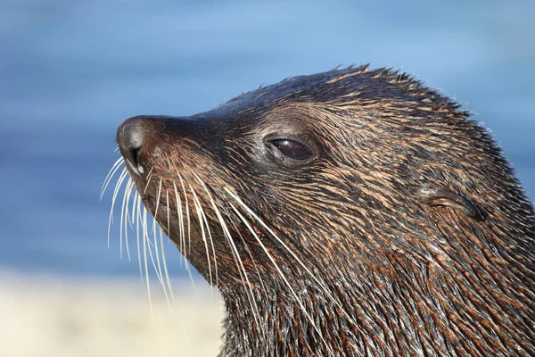 Neuseelaendischer Seebaer Otarie Fourrure Nouvelle Zélande Arctocephalus Forsteri — Photo