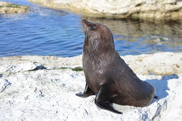 Neuseelaendischer Seebaer Selo Pele Nova Zelândia Arctocephalus Forsteri — Fotografia de Stock