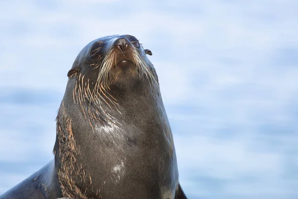 Newuseelaendischer Seebaer New Zealand Fur Seal Arctohead Forsteri — 图库照片