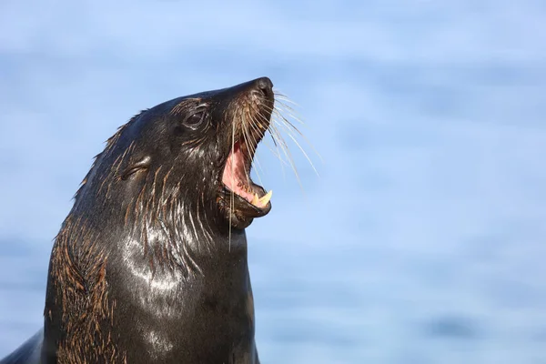 Neuseelaendischer Seebaer Otarie Fourrure Nouvelle Zélande Arctocephalus Forsteri — Photo