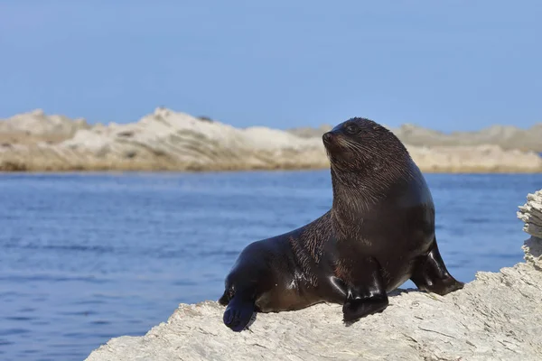 Neuseelaendischer Seebaer Pieczęć Futra Nowozelandzkiego Arctocephalus Forsteri — Zdjęcie stockowe