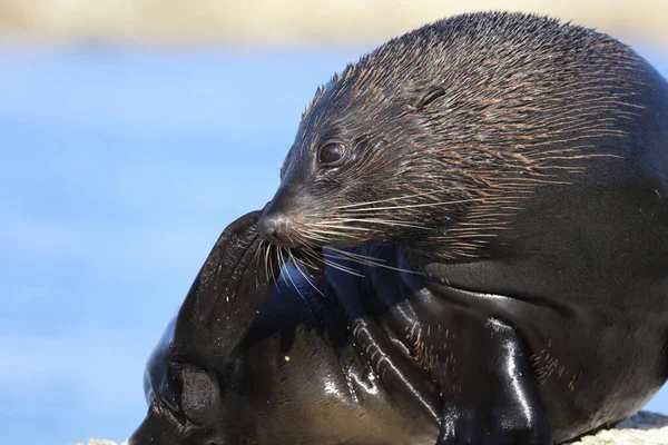 Neuseelaendischer Seebaer New Zealand Fur Seal Arctocephalus Forsteri — Stock Photo, Image