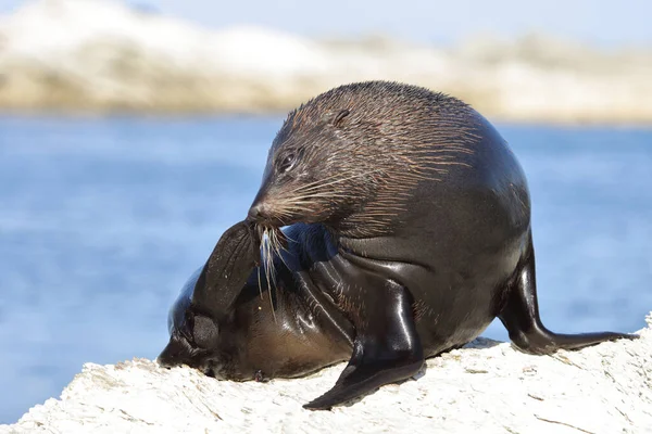 Neuseelaendischer Seebaer Yeni Zelanda Kürk Mühürü Arctocephalus Forster — Stok fotoğraf