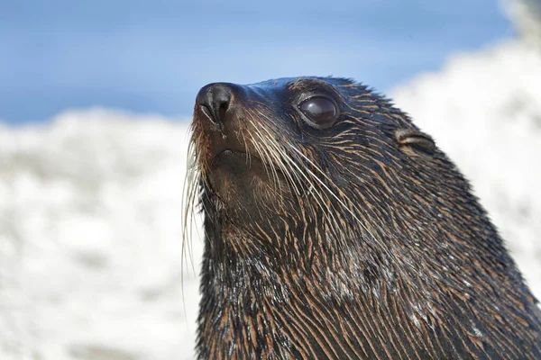 Neuseelaendischer Seebaer Otarie Fourrure Nouvelle Zélande Arctocephalus Forsteri — Photo