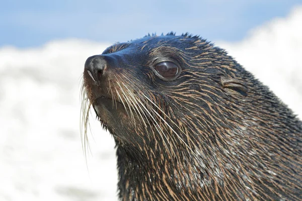 Neuseelaendischer Seebaer Otarie Fourrure Nouvelle Zélande Arctocephalus Forsteri — Photo