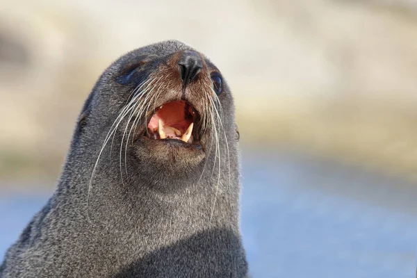 Neuseelaendischer Seebaer Yeni Zelanda Kürk Mühürü Arctocephalus Forster — Stok fotoğraf