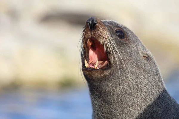 Neuseelaendischer Seebaer Pieczęć Futra Nowozelandzkiego Arctocephalus Forsteri — Zdjęcie stockowe