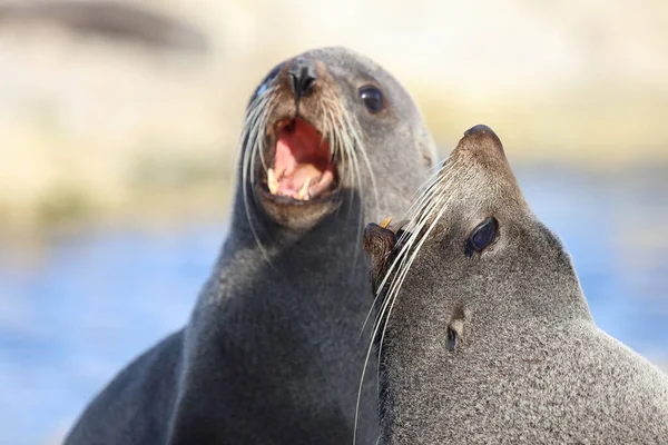 Newuseelaendischer Seebaer New Zealand Fur Seal Arctohead Forsteri — 图库照片