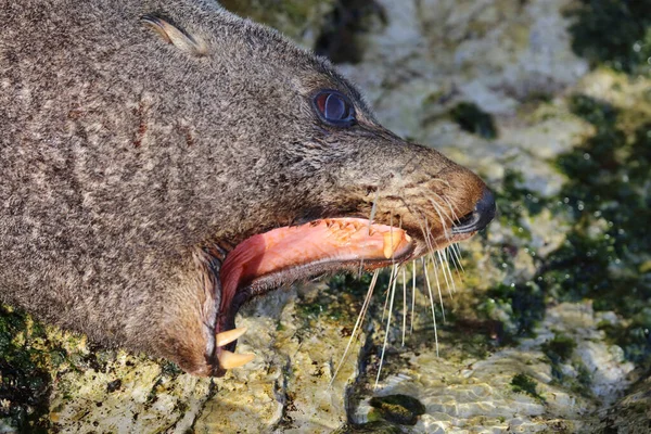 Neuseelaendischer Seebaer New Zealand Fur Seal Arctocephalus Forsteri — Stok Foto
