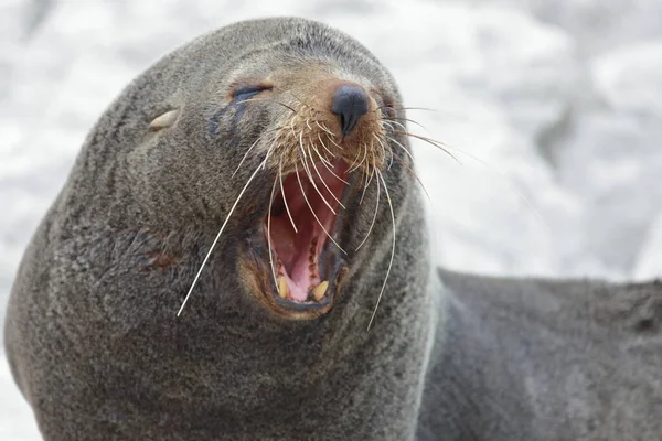 Neuseelaendischer Seebaer Nuova Zelanda Fur Seal Arctocephalus Forsteri — Foto Stock
