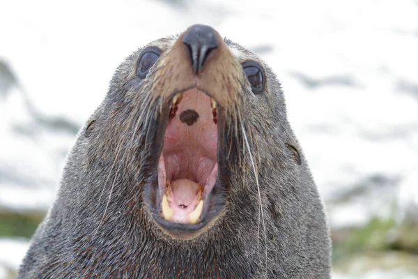 Neuseelaendischer Seebaer Selo Pele Nova Zelândia Arctocephalus Forsteri — Fotografia de Stock