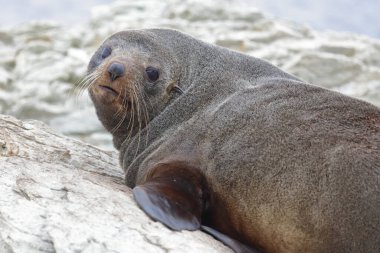 Neuseelaendischer Seebaer / Yeni Zelanda kürk mühürü / Arctocephalus forster