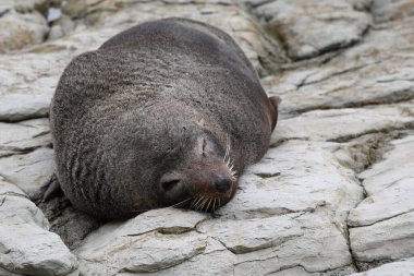 Neuseelaendischer Seebaer / Yeni Zelanda kürk mühürü / Arctocephalus forster