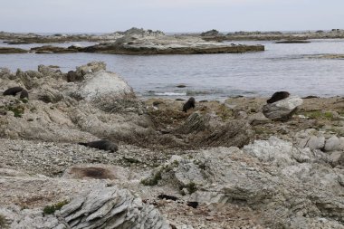 Neuseelaendischer Seebaer / Yeni Zelanda kürk mühürü / Arctocephalus forster
