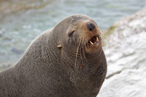 Neuselaendischer Seeber ニュージーランドファーシール Arctocephalus Forsteri — ストック写真