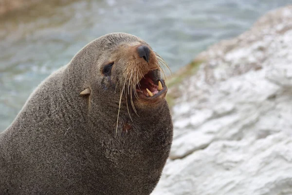 Neuseelaendischer Seebaer Nieuw Zeelandse Pelsrobben Arctocephalus Forsteri — Stockfoto