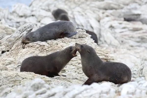 Neuseelaendischer Seebaer Nieuw Zeelandse Pelsrobben Arctocephalus Forsteri — Stockfoto