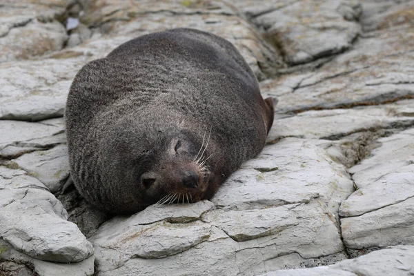 Neuseelaendischer Seebaer Pieczęć Futra Nowozelandzkiego Arctocephalus Forsteri — Zdjęcie stockowe