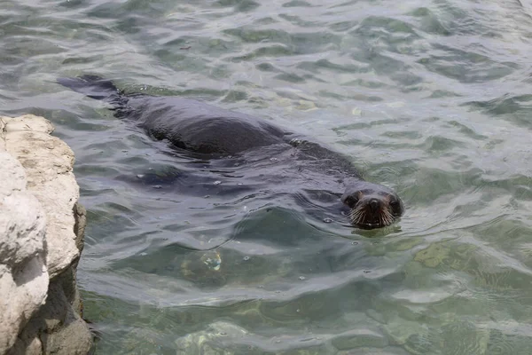 Neuselaendischer Seeber ニュージーランドファーシール Arctocephalus Forsteri — ストック写真