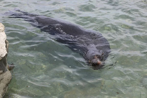 Neuseelaendischer Seebaer Σφραγίδα Γούνας Νέας Ζηλανδίας Arctocephalus Forsteri — Φωτογραφία Αρχείου