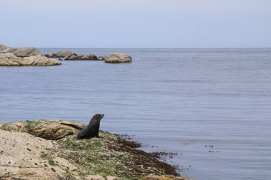 Neuseelaendischer Seebaer / Yeni Zelanda kürk mühürü / Arctocephalus forster