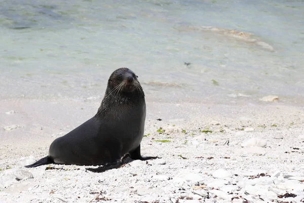 Neuseelaendischer Seebaer Pieczęć Futra Nowozelandzkiego Arctocephalus Forsteri — Zdjęcie stockowe