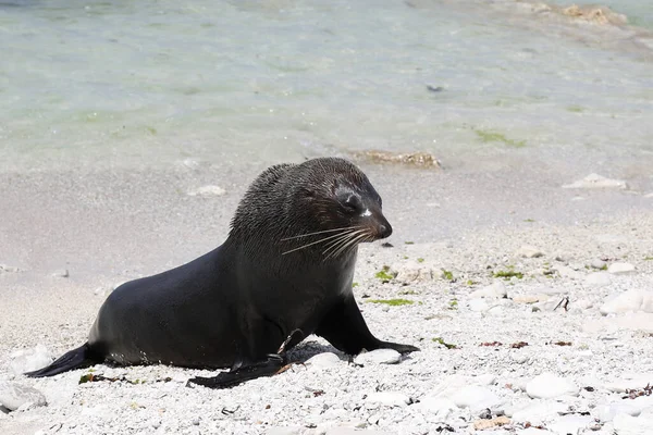 Neuselaendischer Seeber ニュージーランドファーシール Arctocephalus Forsteri — ストック写真