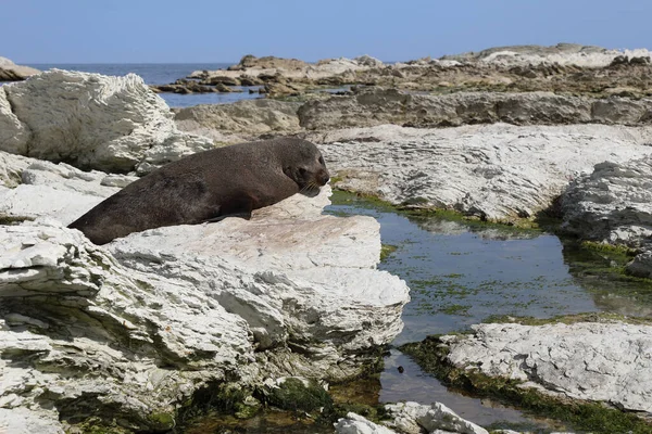 Neuseelaendischer Seebaer Nya Zeelands Pälssäl Arctocephalus Forsteri — Stockfoto