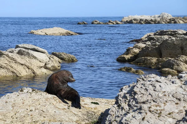 Neuseelaendischer Seebaer Nya Zeelands Pälssäl Arctocephalus Forsteri — Stockfoto