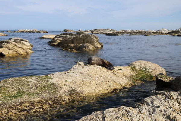 Neuseelaendischer Seebaer Nuova Zelanda Fur Seal Arctocephalus Forsteri — Foto Stock