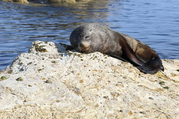 Neuselaendischer Seeber ニュージーランドファーシール Arctocephalus Forsteri — ストック写真