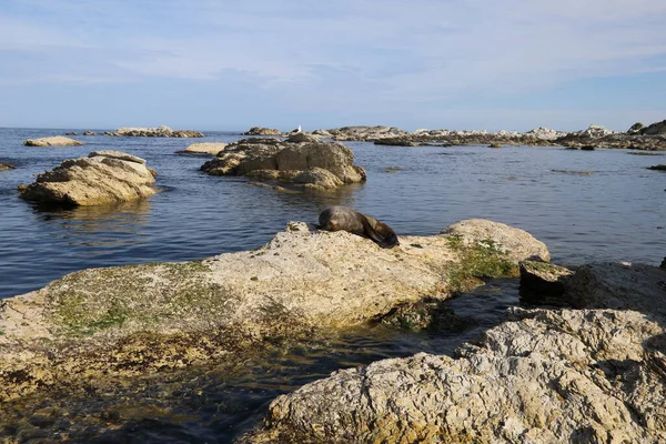 Neuseelaendischer Seebaer Σφραγίδα Γούνας Νέας Ζηλανδίας Arctocephalus Forsteri — Φωτογραφία Αρχείου