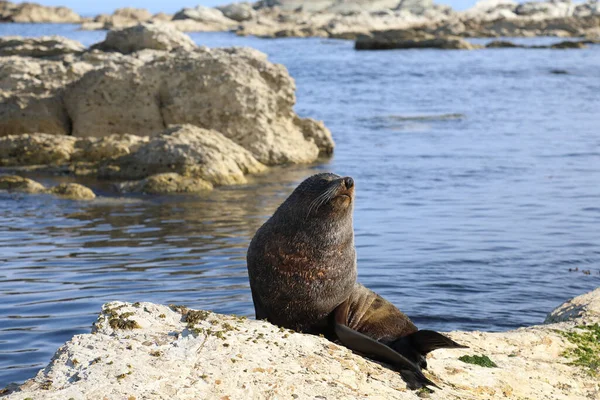 Neuseelaendischer Seebaer Pieczęć Futra Nowozelandzkiego Arctocephalus Forsteri — Zdjęcie stockowe