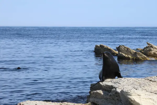 Neuseelaendischer Seebaer Nya Zeelands Pälssäl Arctocephalus Forsteri — Stockfoto