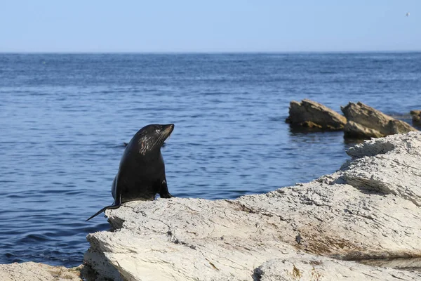 Neuseelaendischer Seebaer Pieczęć Futra Nowozelandzkiego Arctocephalus Forsteri — Zdjęcie stockowe