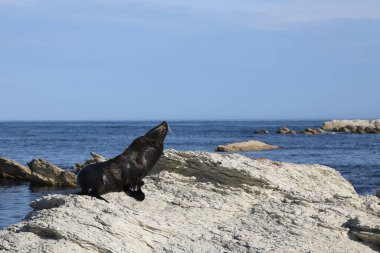 Neuseelaendischer Seebaer / Yeni Zelanda kürk mühürü / Arctocephalus forster