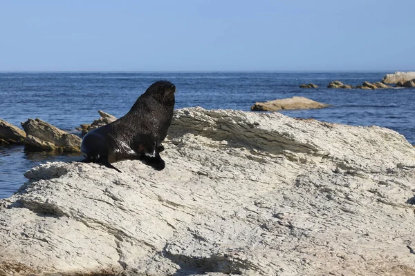 Neuseelaendischer Seebaer Nya Zeelands Pälssäl Arctocephalus Forsteri — Stockfoto