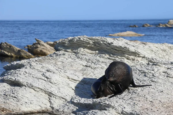 Neuseelaendischer Seebaer Nya Zeelands Pälssäl Arctocephalus Forsteri — Stockfoto